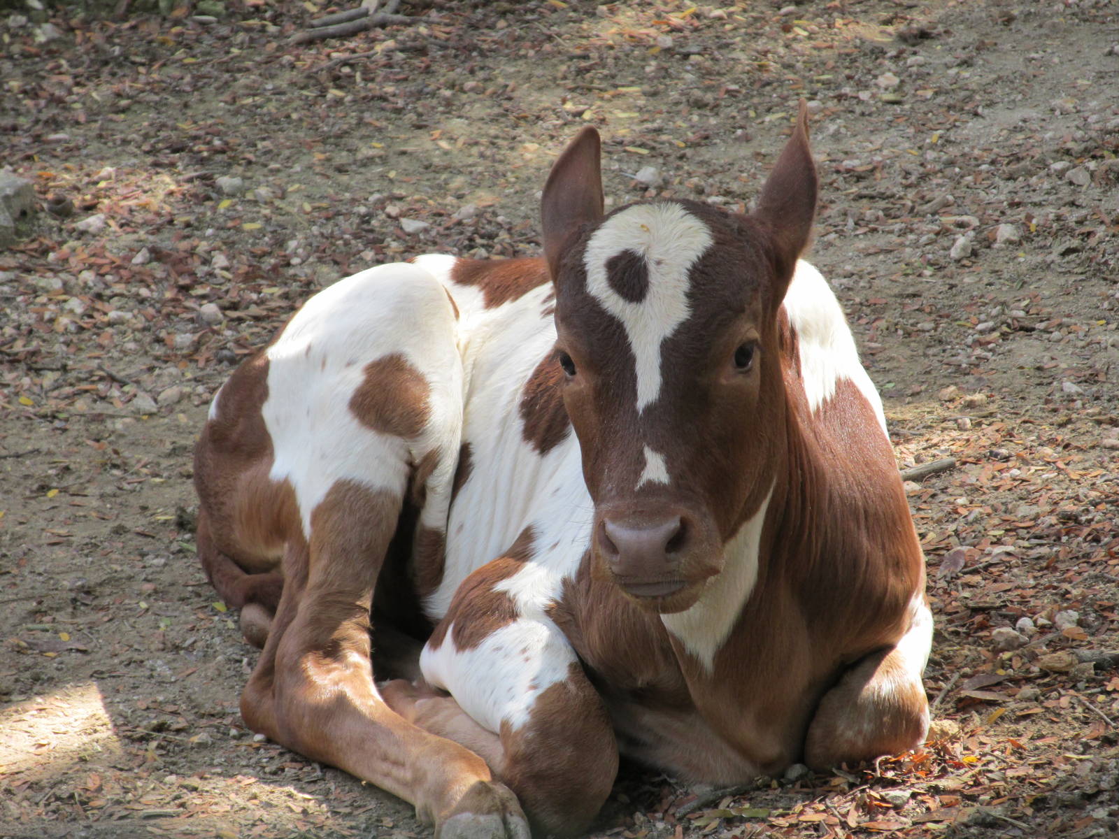 ankole calf havana zoo