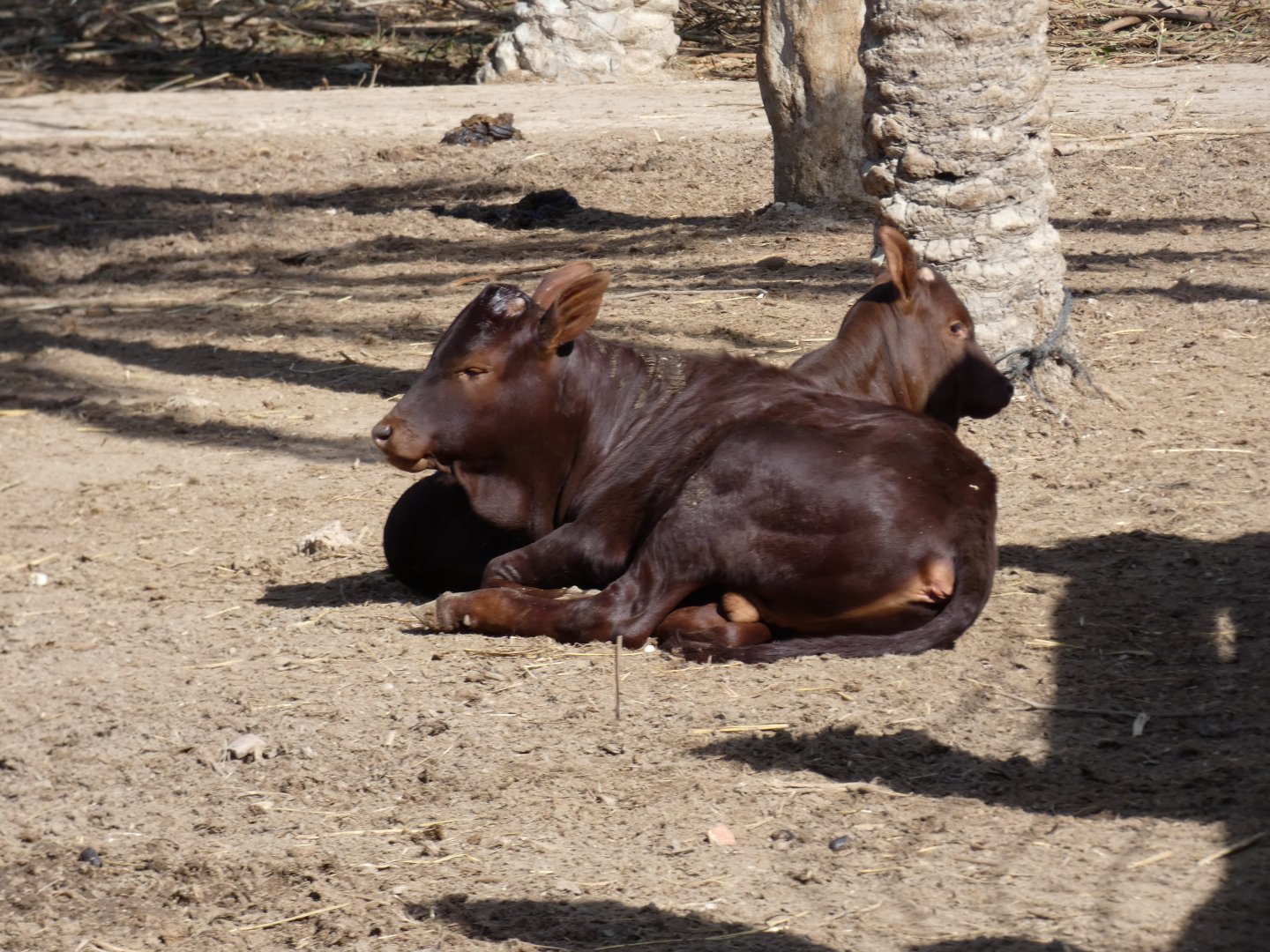 Ankole Calf
