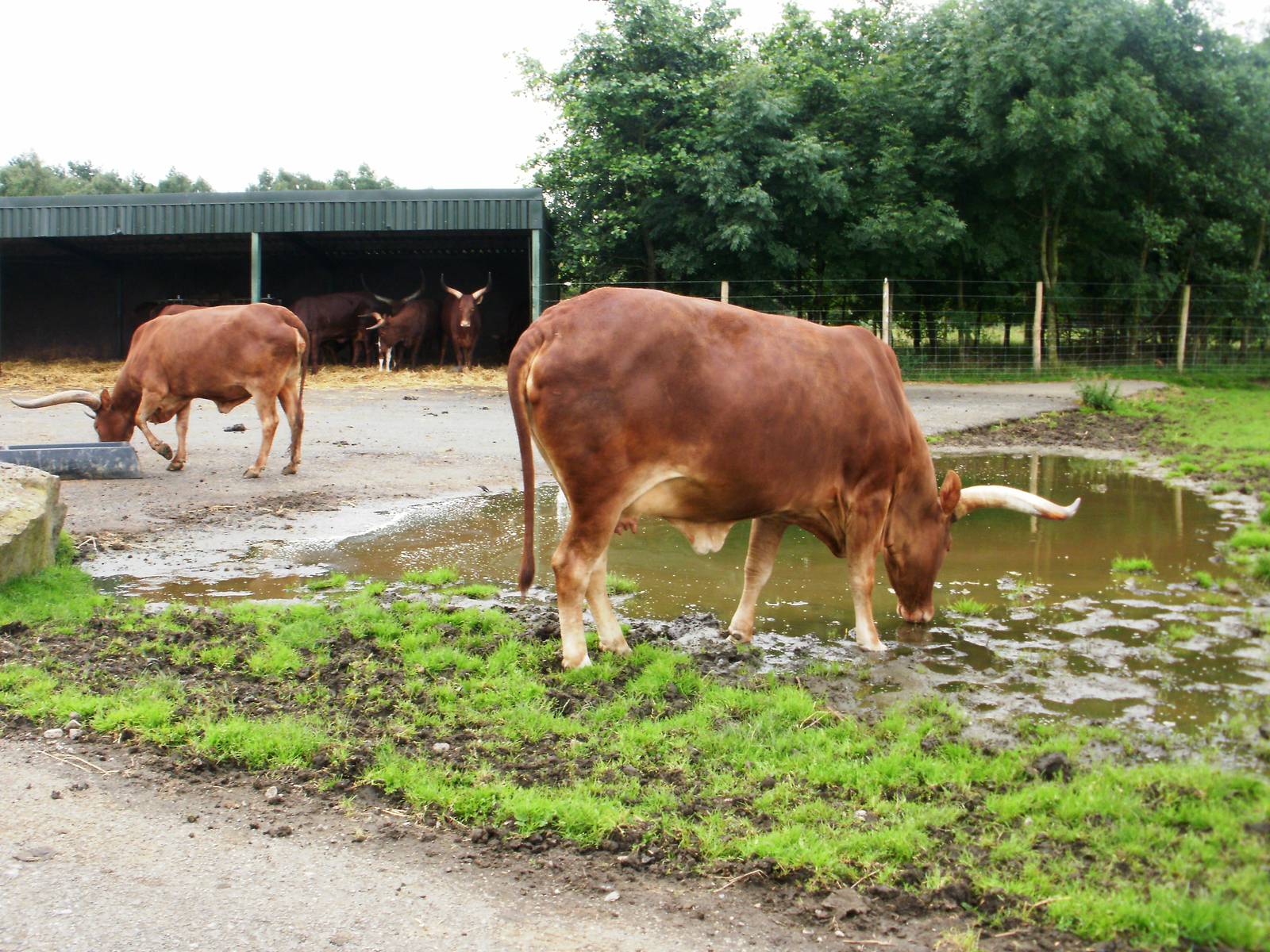 Ankole Cattle - 07.08.2010