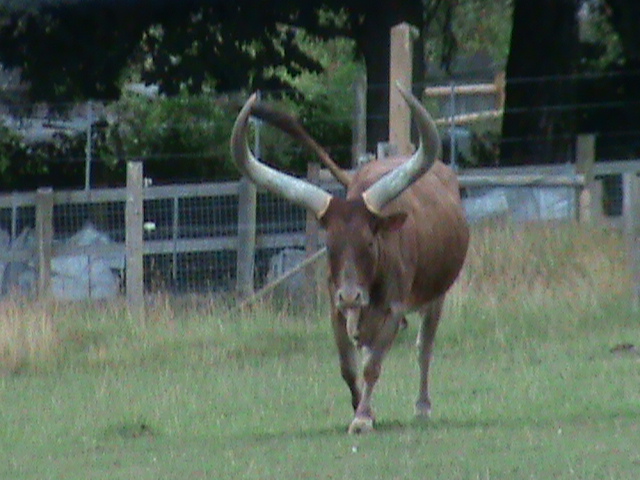 ankole cattle 08/10