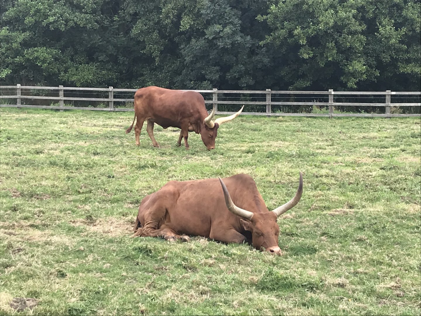 Ankole cattle 080818