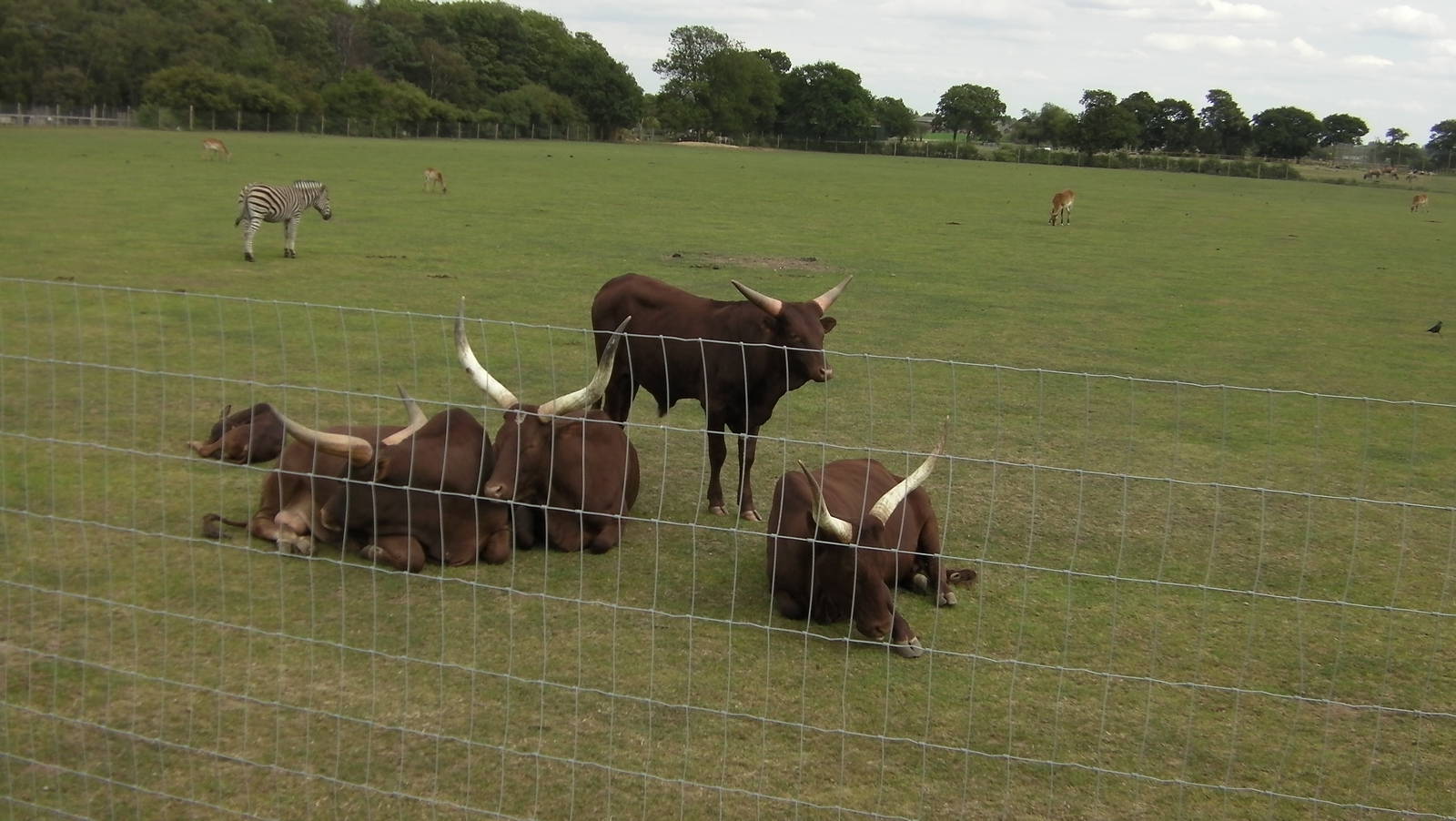 Ankole Cattle - 19.08.2011