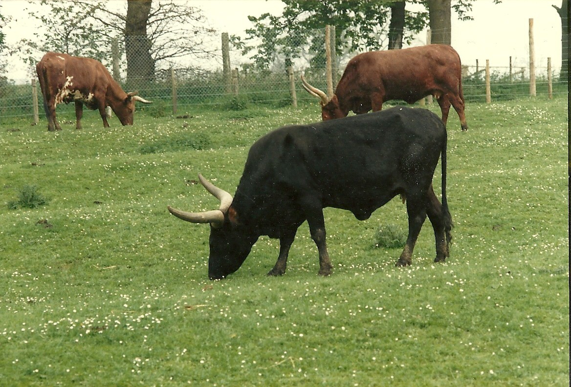 Ankole Cattle 1985