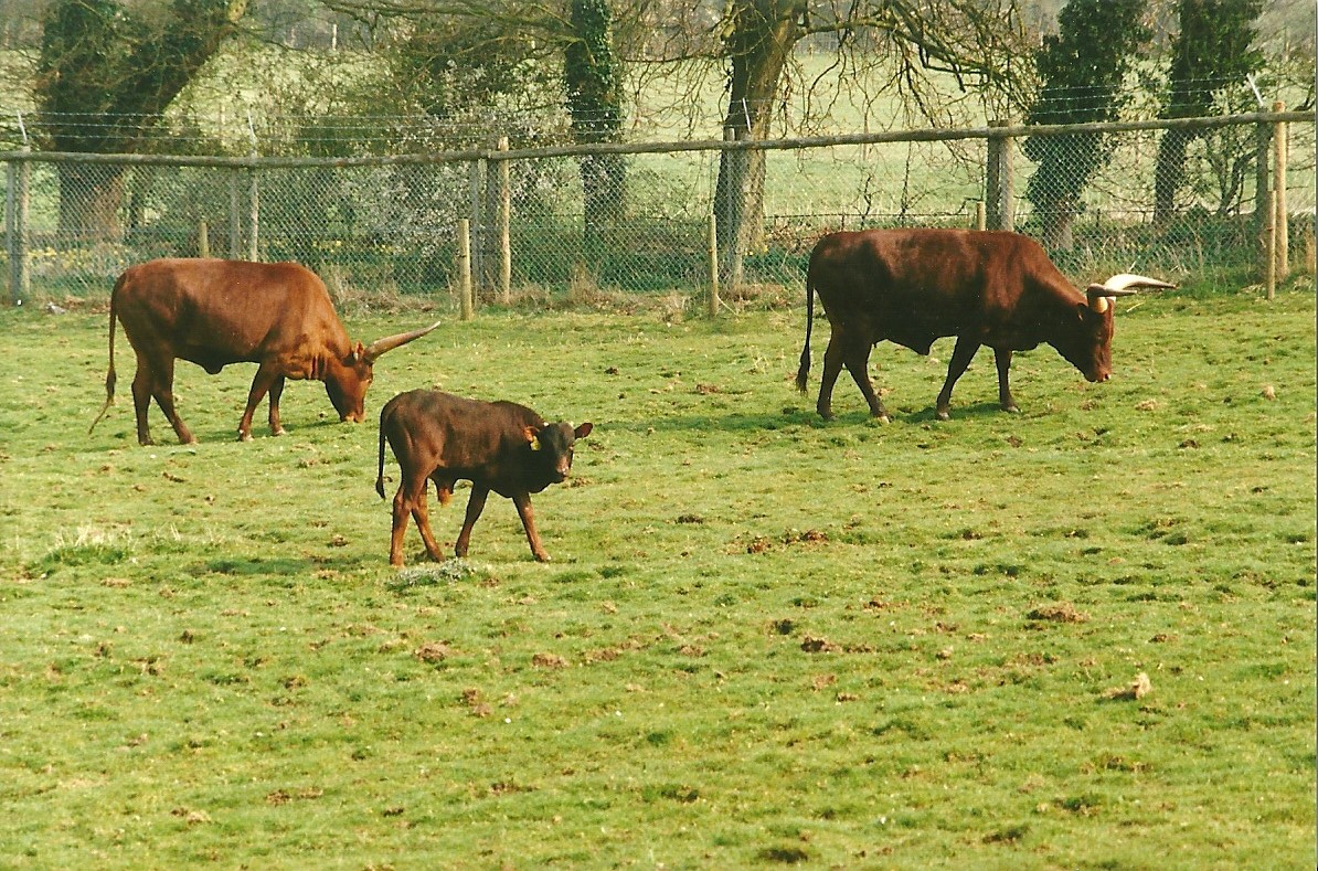 Ankole Cattle 1st April 2000