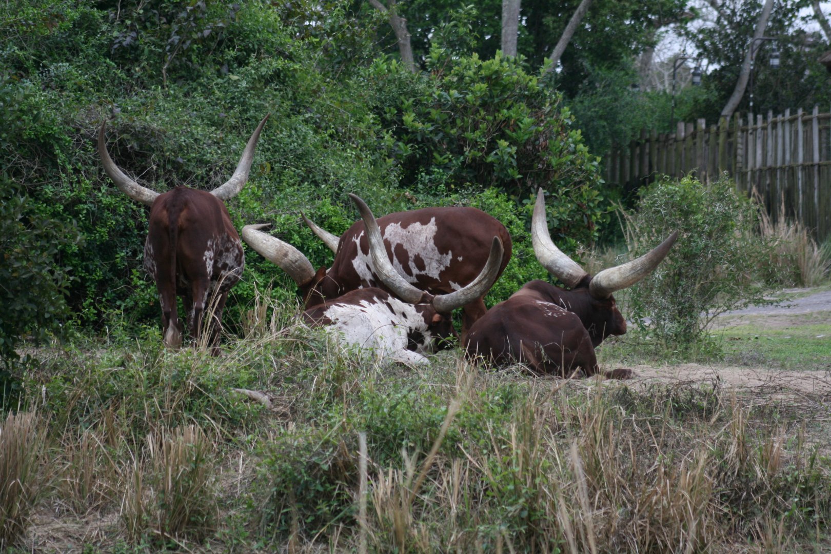 Ankole Cattle(20/2/25)