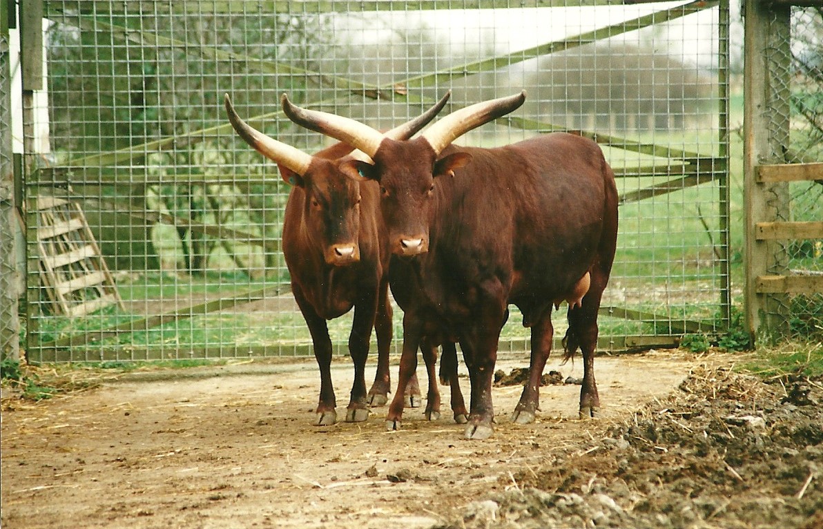 Ankole Cattle 25th March 2000