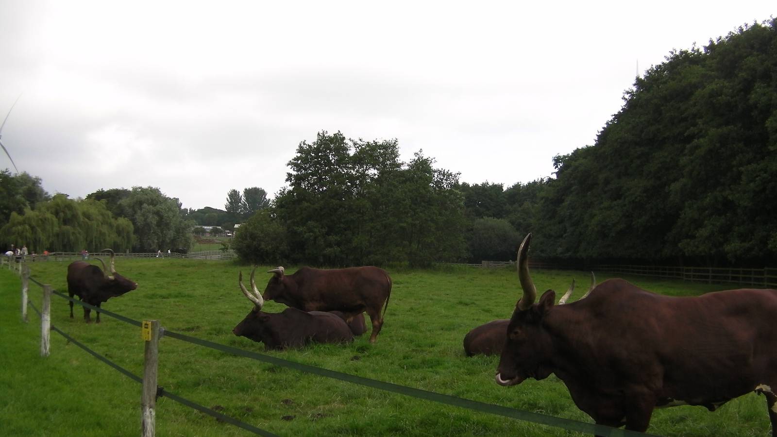 Ankole Cattle - 27.07.2011