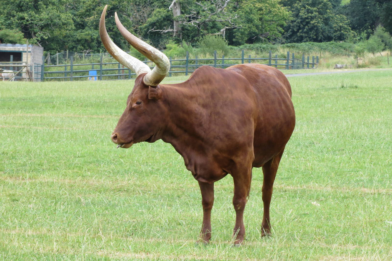 Ankole Cattle 270713