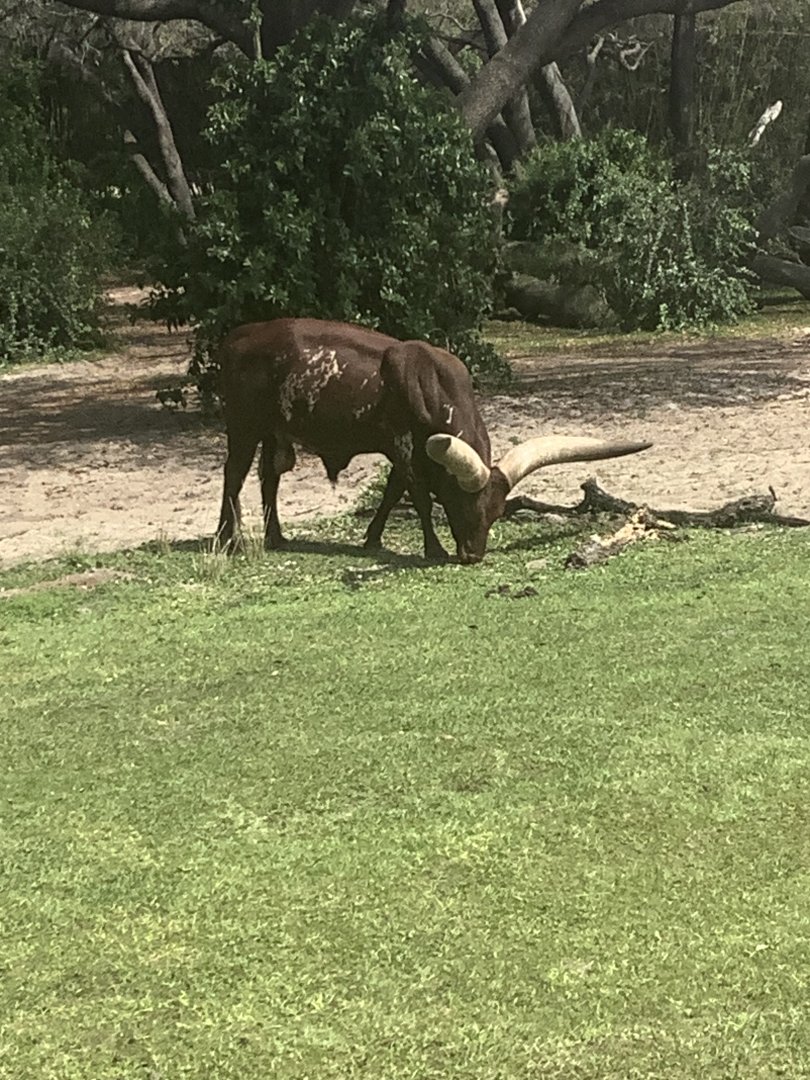 Ankole Cattle 3/18/24