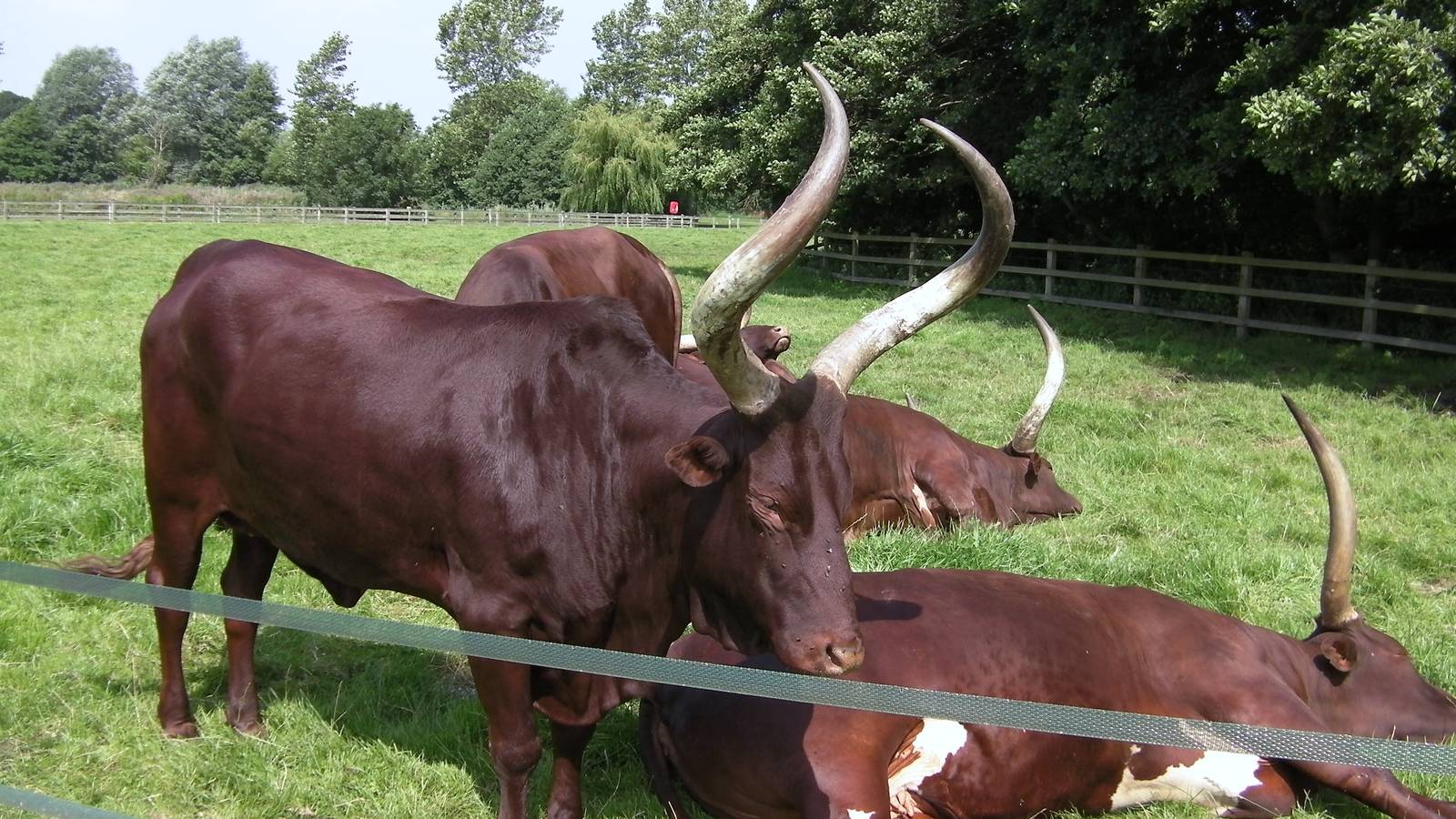Ankole Cattle - 31.07.2011