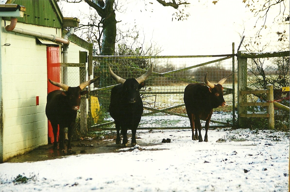 Ankole Cattle 5th December 1998