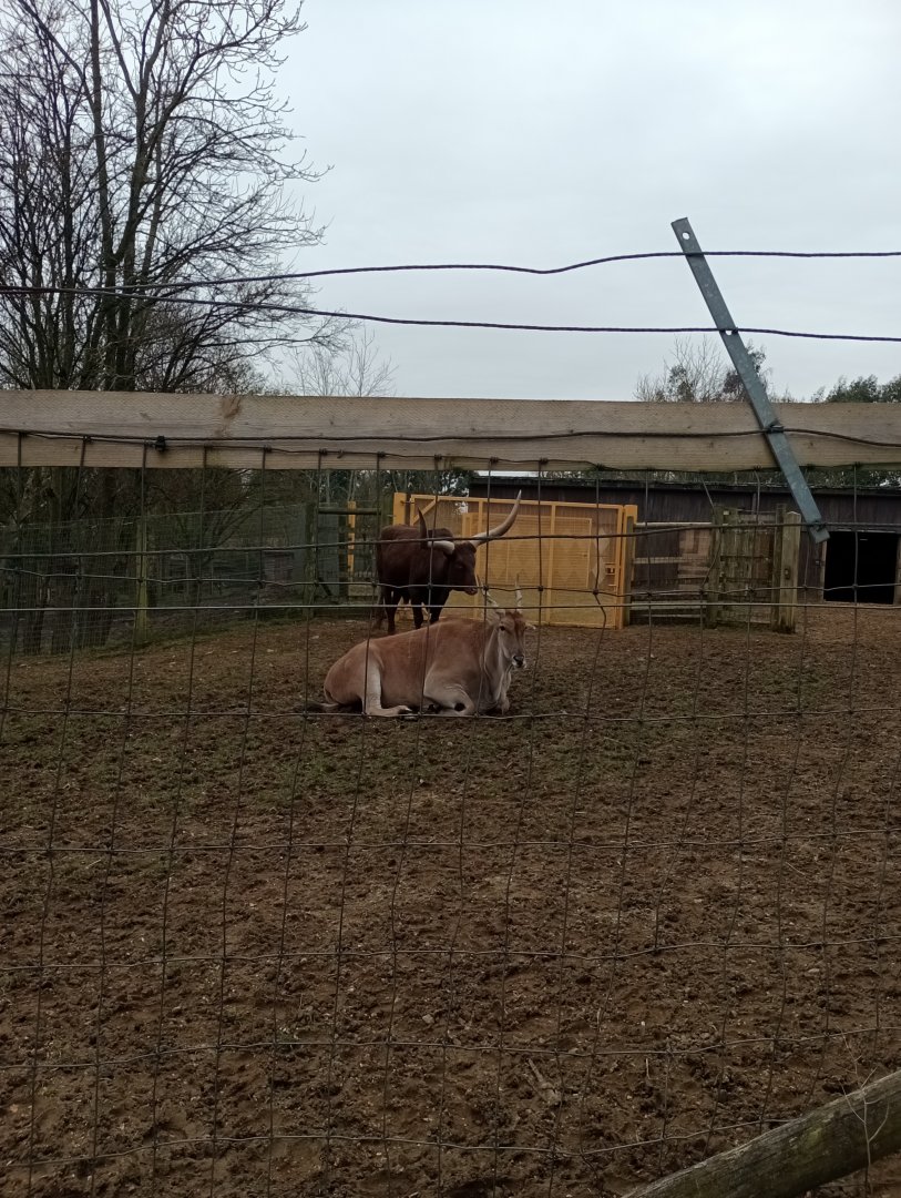 Ankole cattle and eland