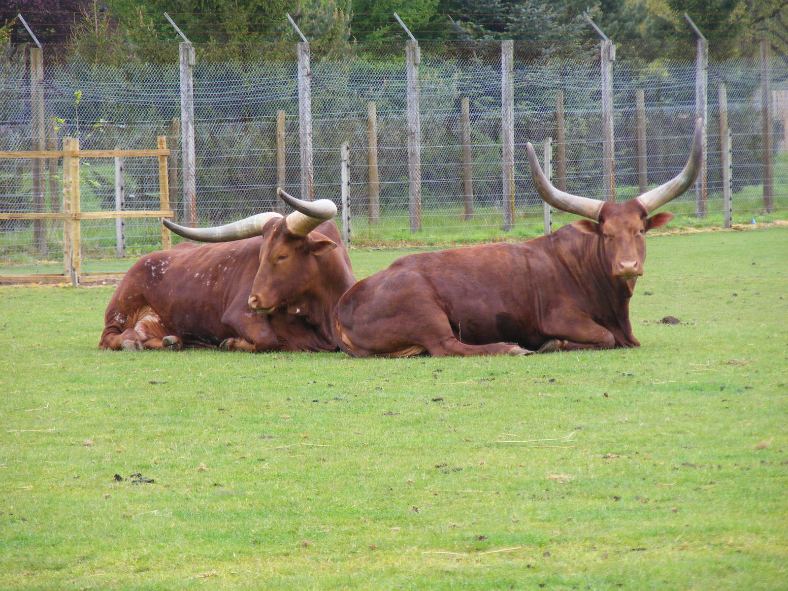 Ankole cattle at Blair Drummond Safari Park, 19 May 2010