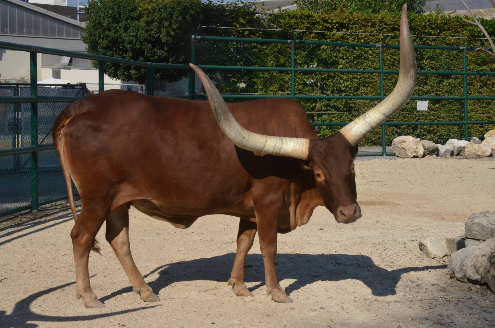 Ankole Cattle at Knie Kinderzoo, 11/09/16