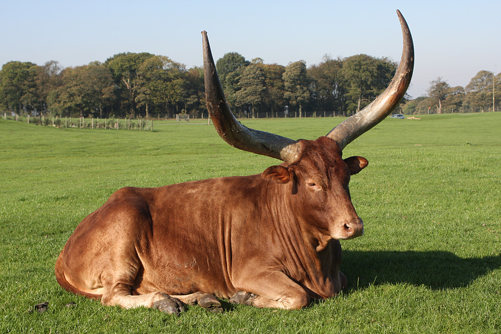 Ankole Cattle at Knowsley