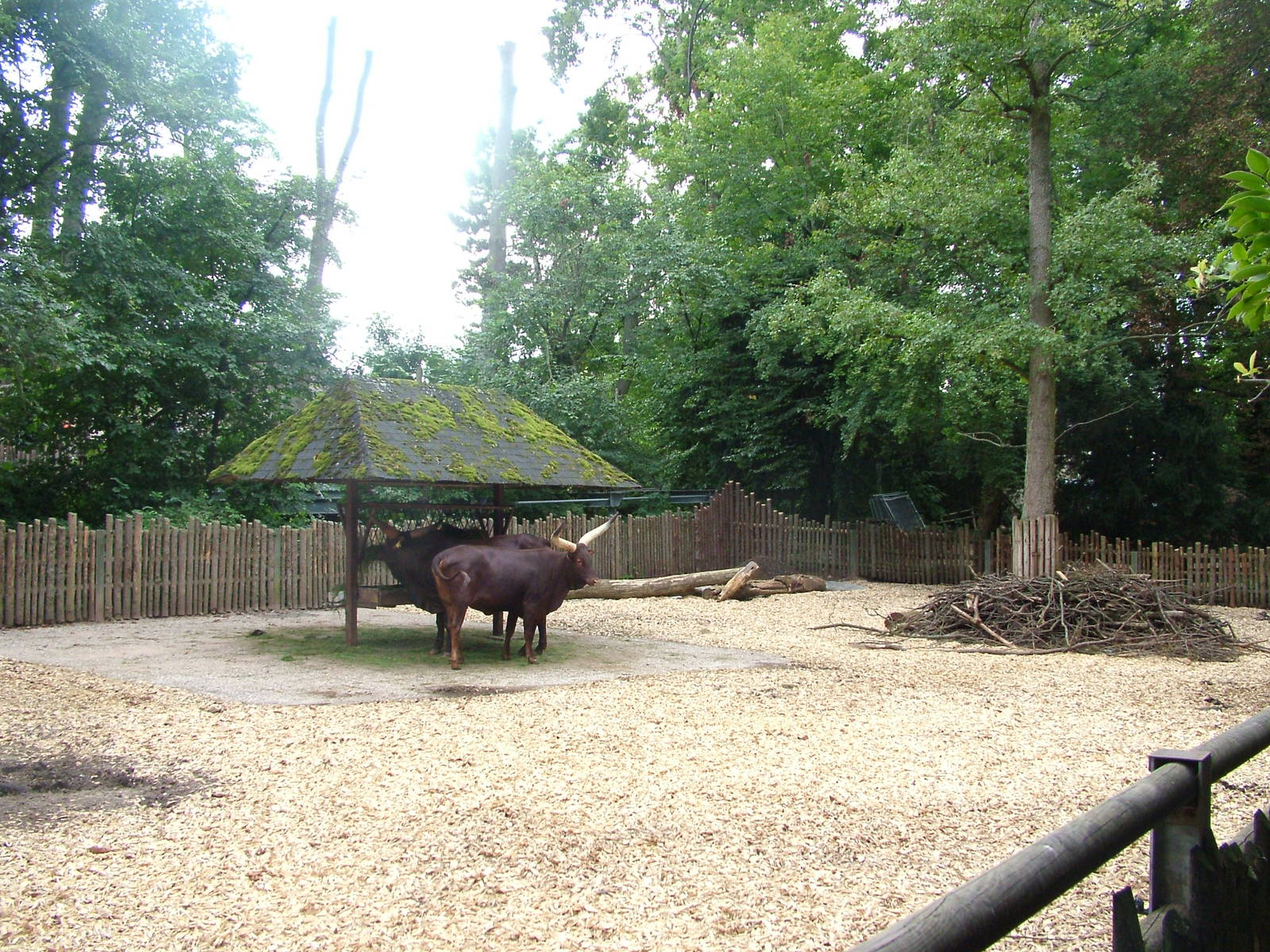 Ankole Cattle at Landau Zoo, 04/09/10