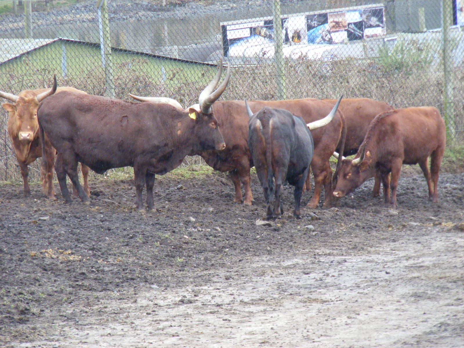 Ankole cattle at West Midland Safari Park, 13 February 2010