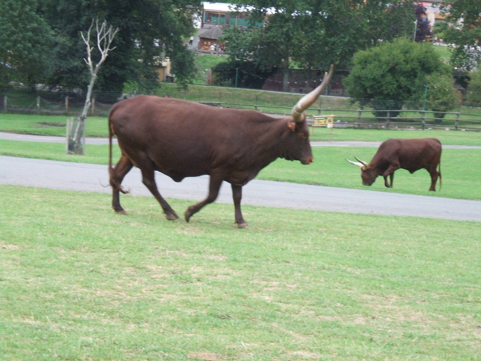 Ankole Cattle at West Midlands Safari Park