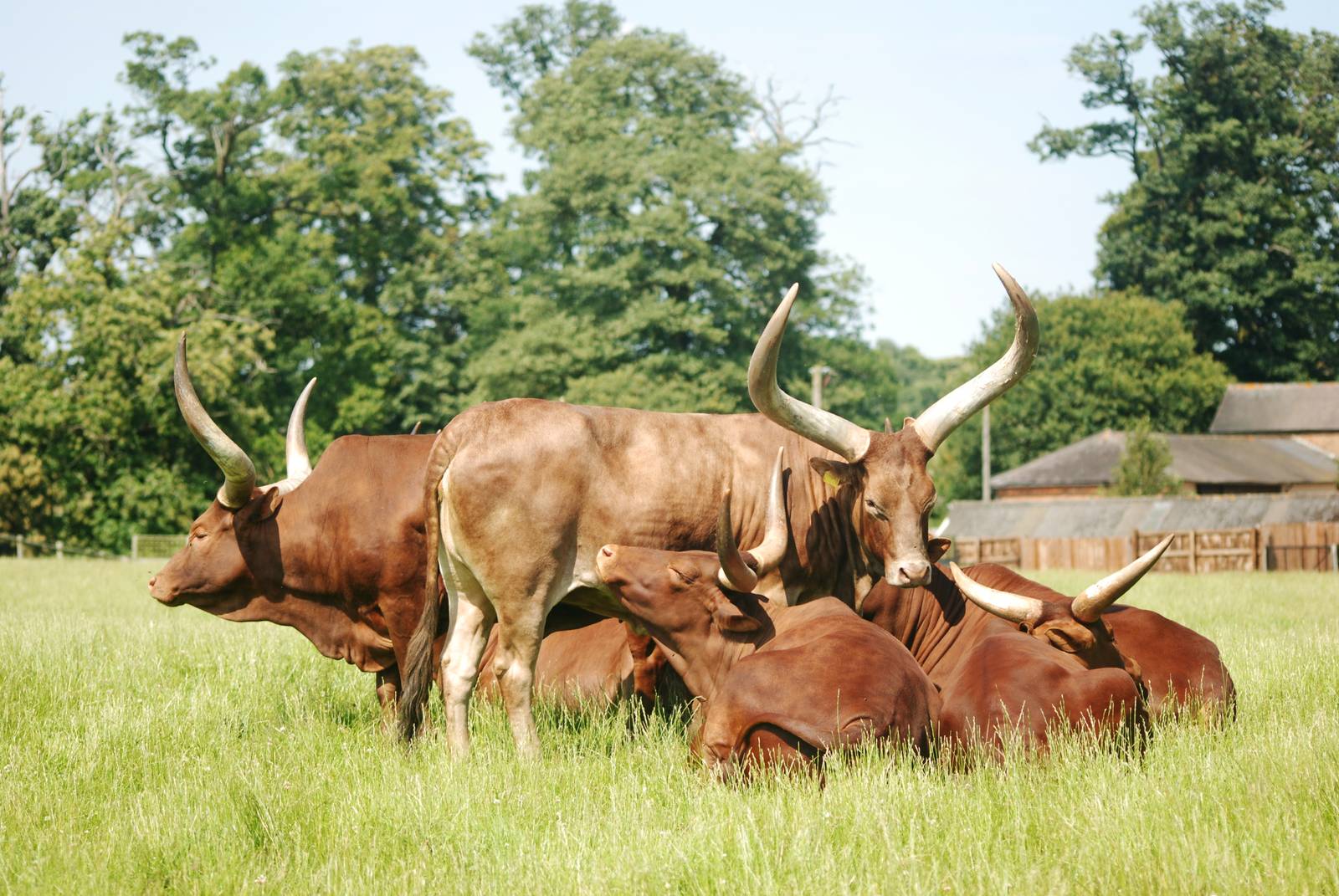 Ankole Cattle at Woburn, 22/07/12