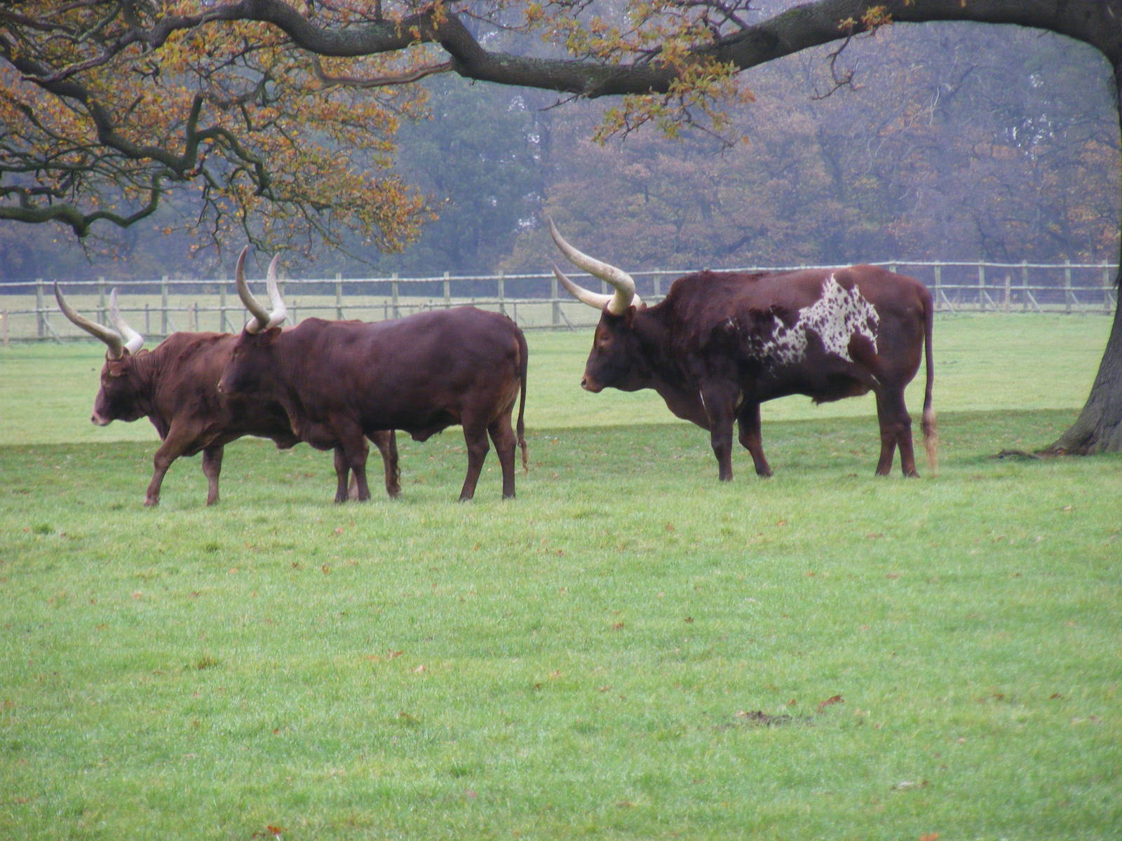 Ankole cattle at Woburn Safari Park, 14 November 2010