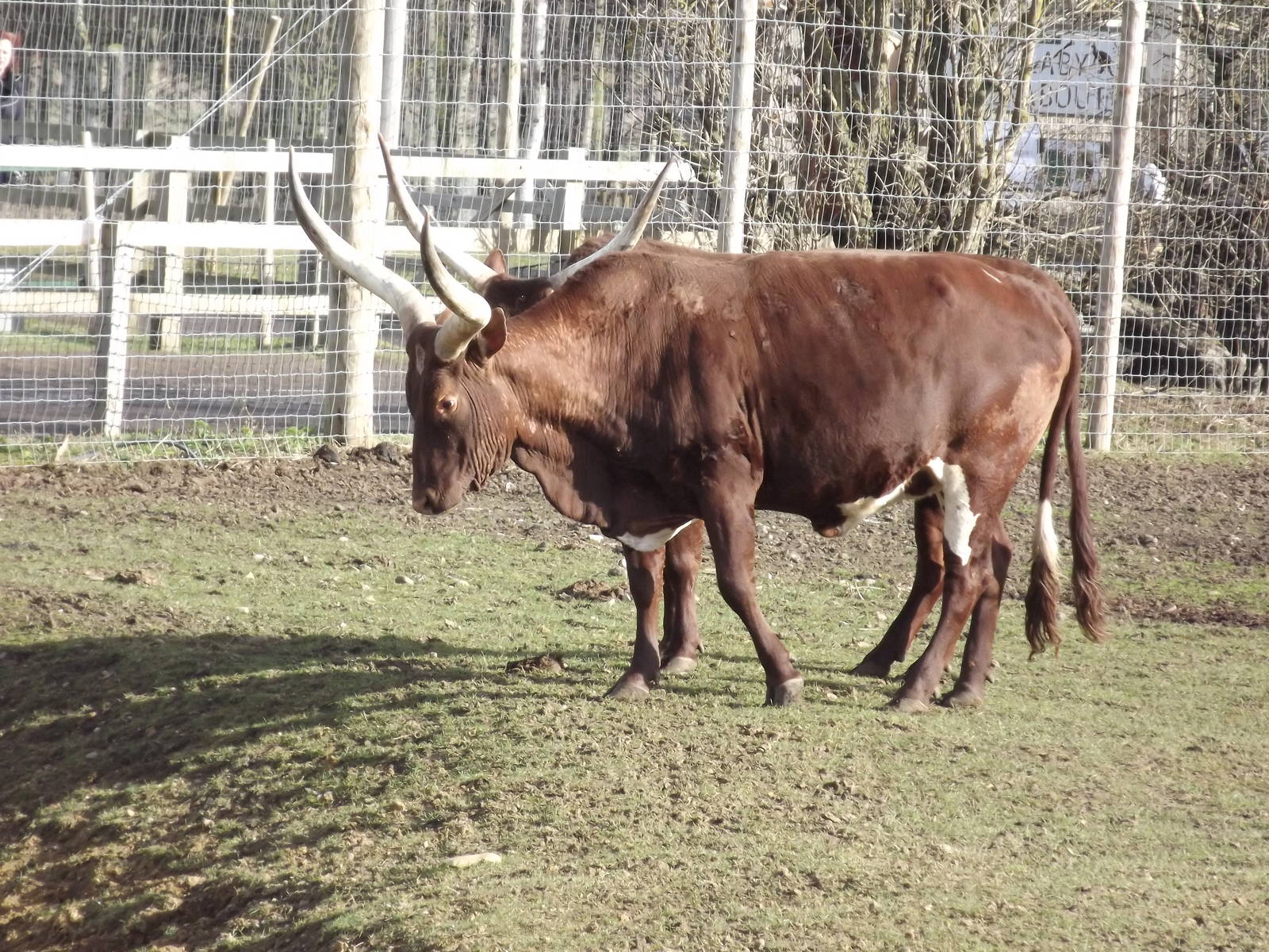 Ankole Cattle at Yorkshire Wildlife Park 18/02/12