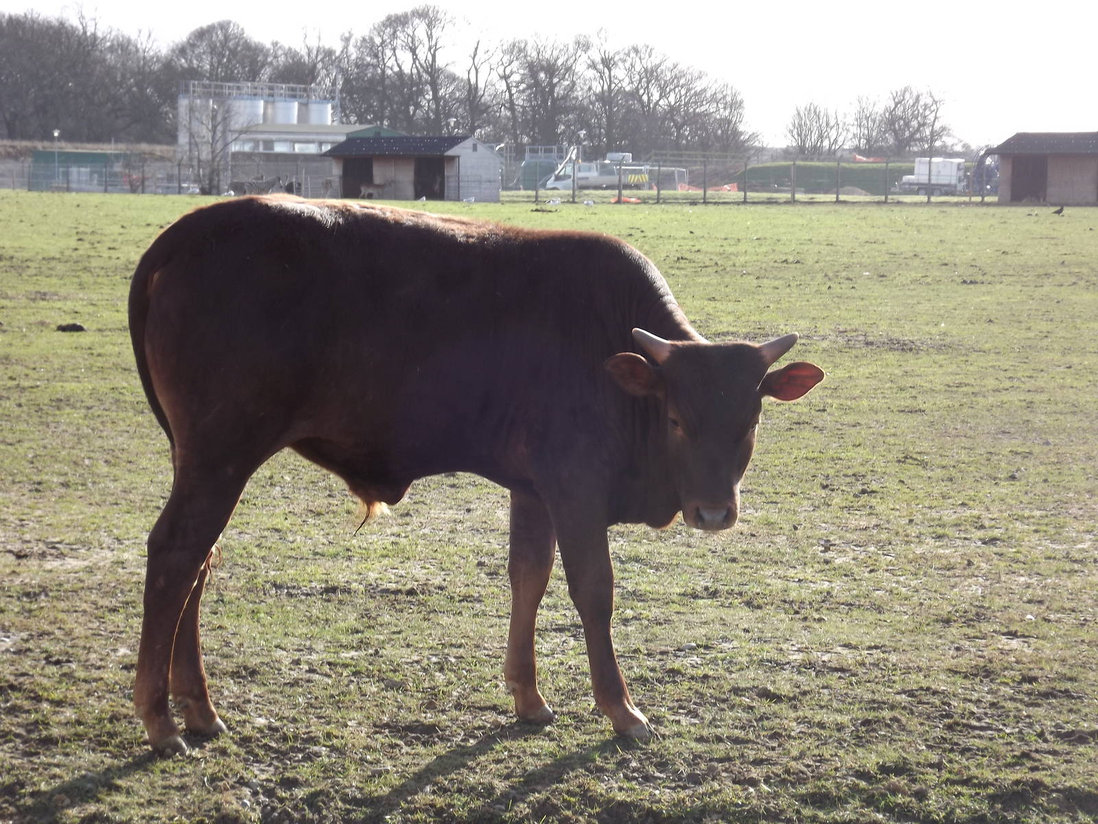 Ankole Cattle at Yorkshire Wildlife Park 18/02/12