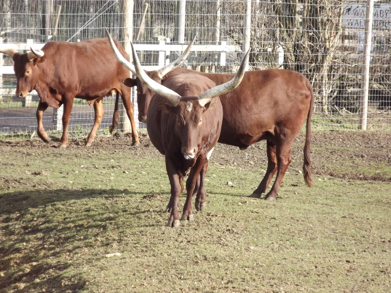 Ankole Cattle at Yorkshire Wildlife Park 18/02/12