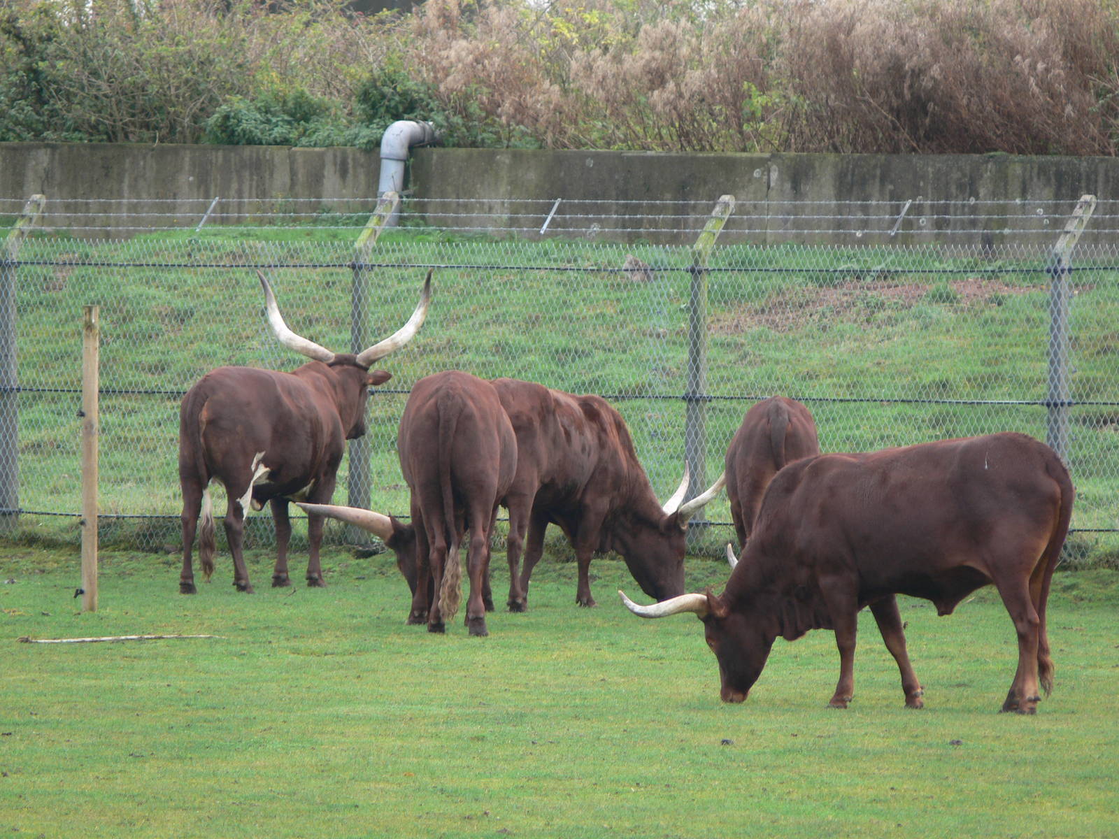 Ankole Cattle at Yorkshire WP 01/11/12