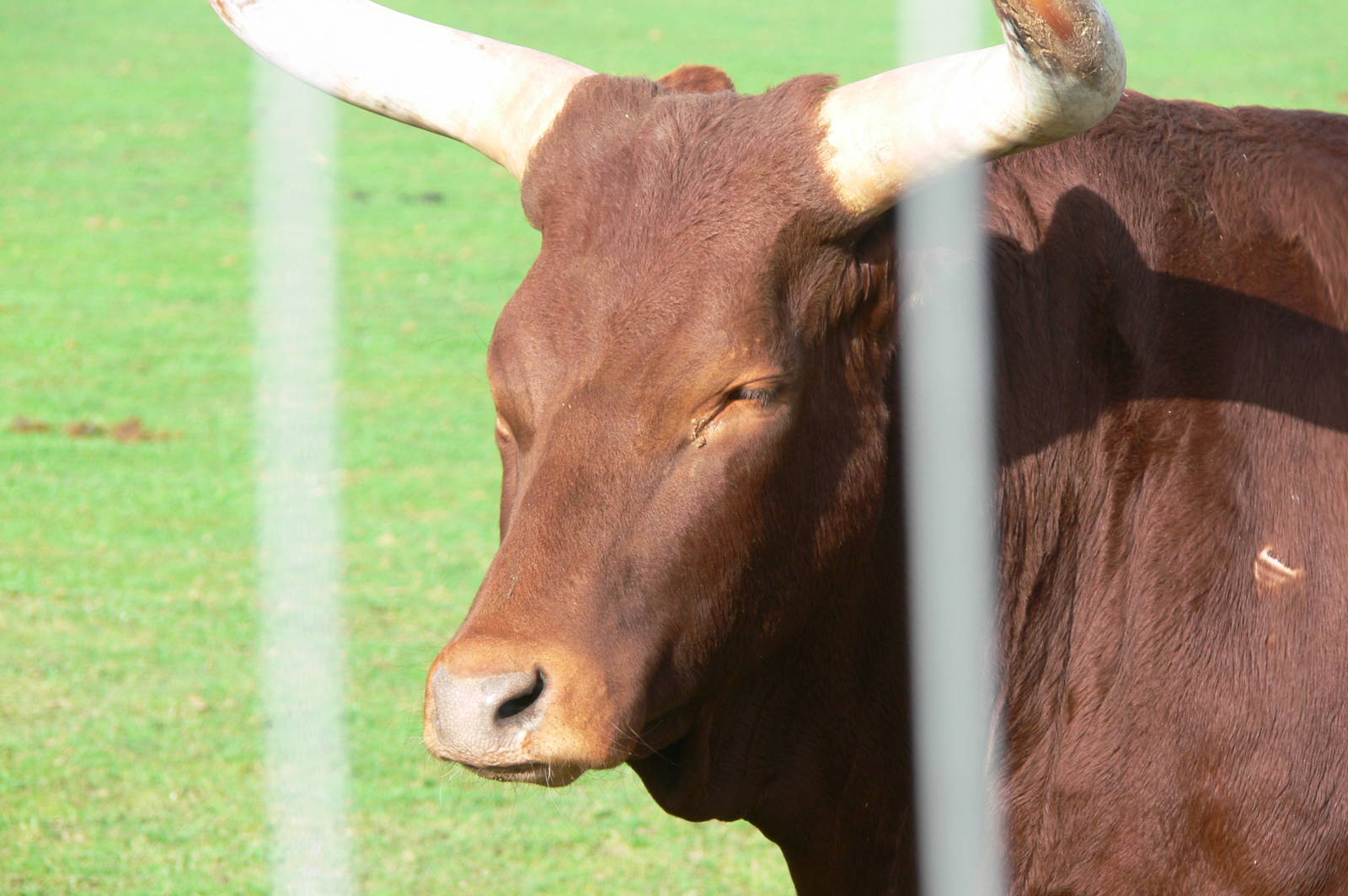 Ankole Cattle at Yorkshire WP, 28/10/14