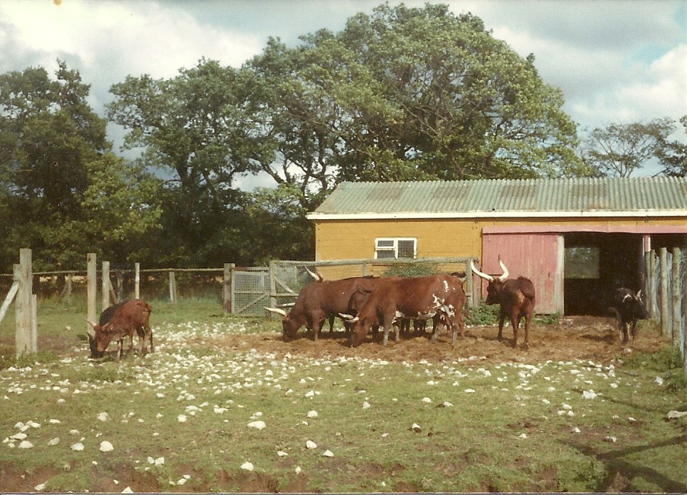 Ankole Cattle early 1980s