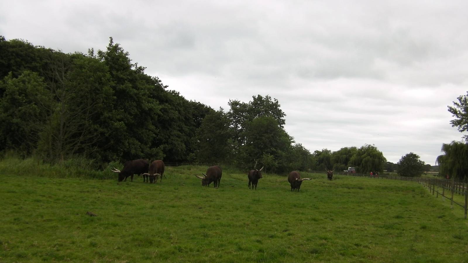 Ankole Cattle Enclosure - 29.07.2011