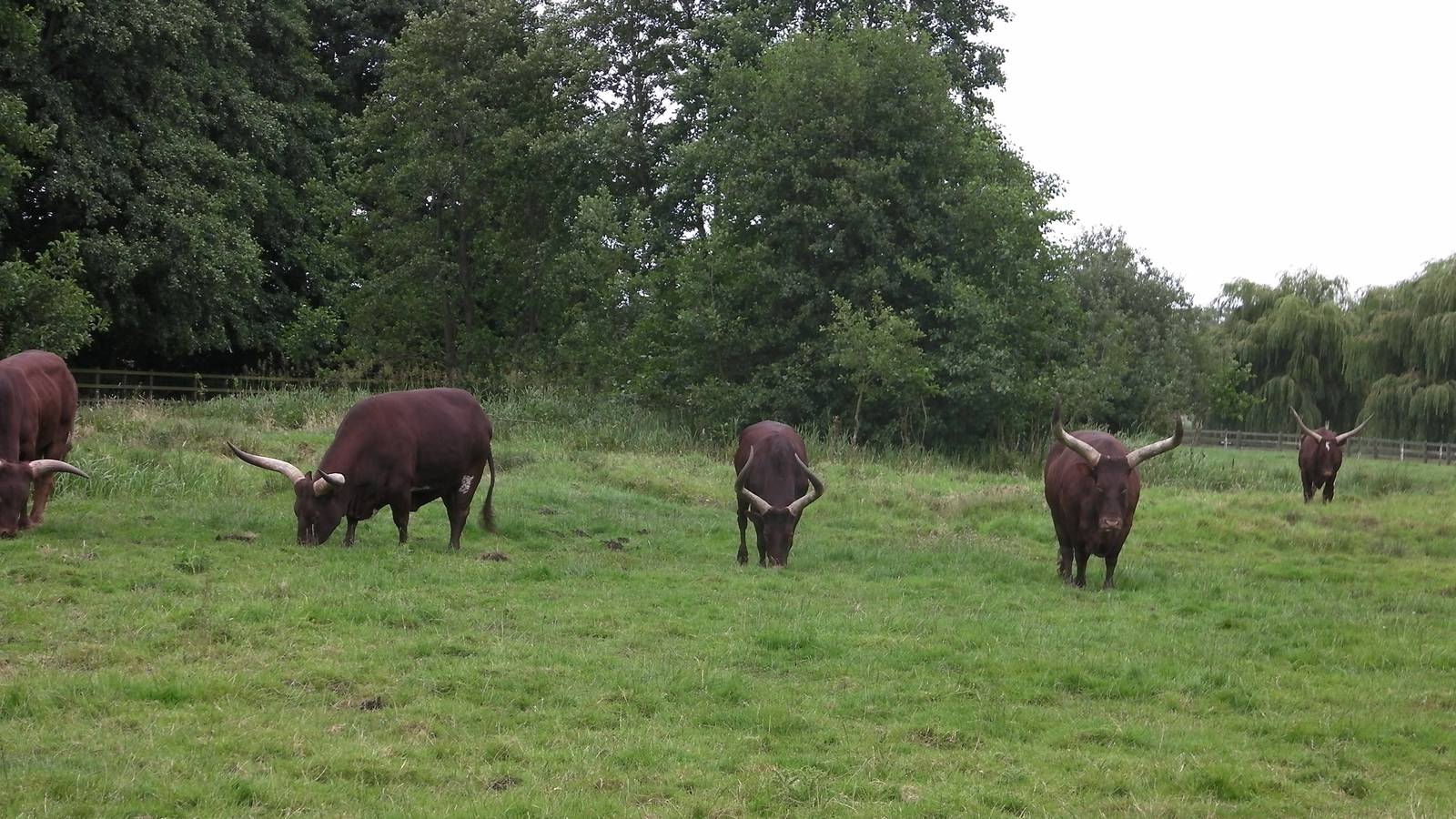 Ankole Cattle Enclosure - 29.07.2011