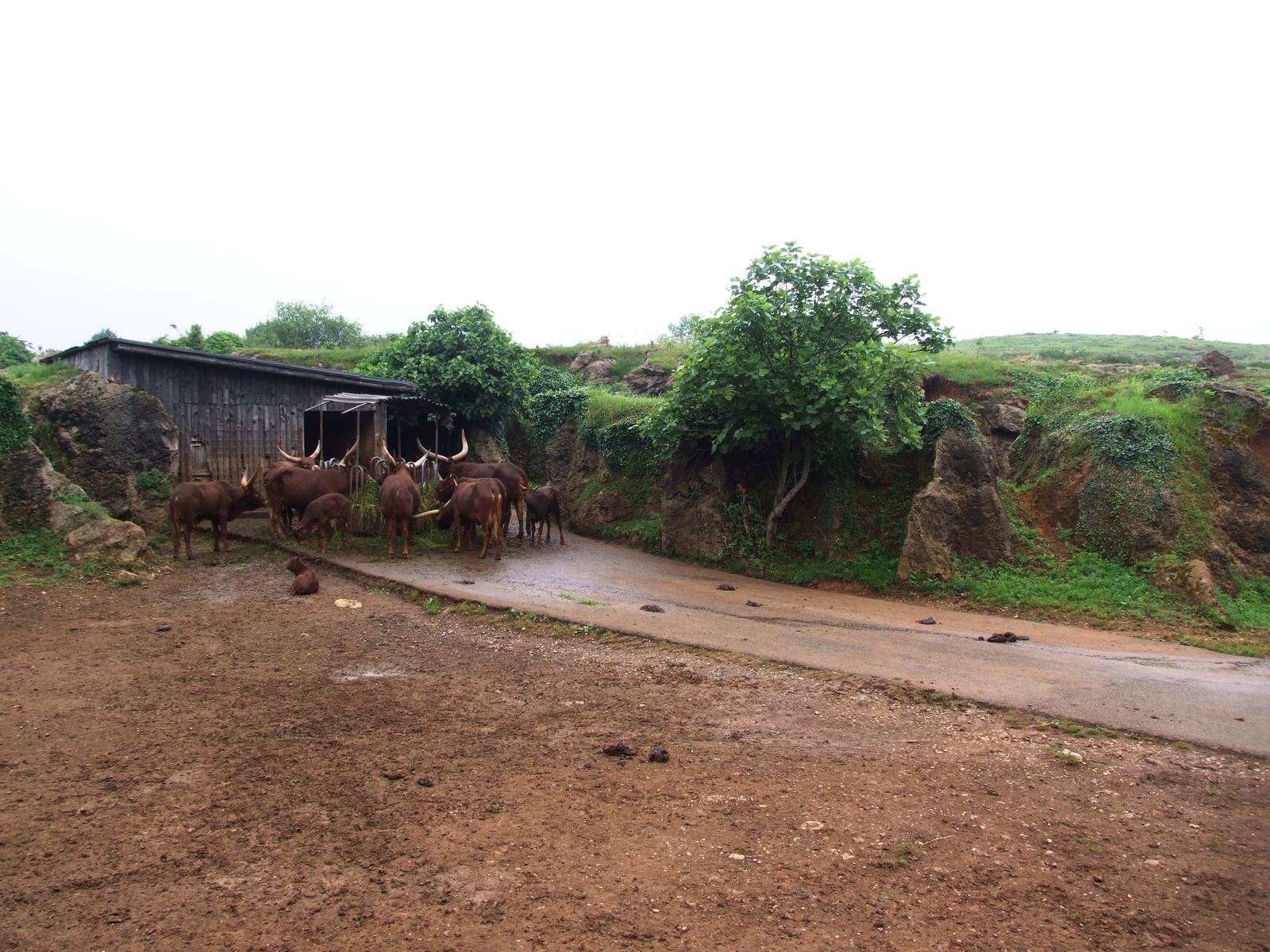 Ankole Cattle Enclosure at Cabarceno, 11/06/15