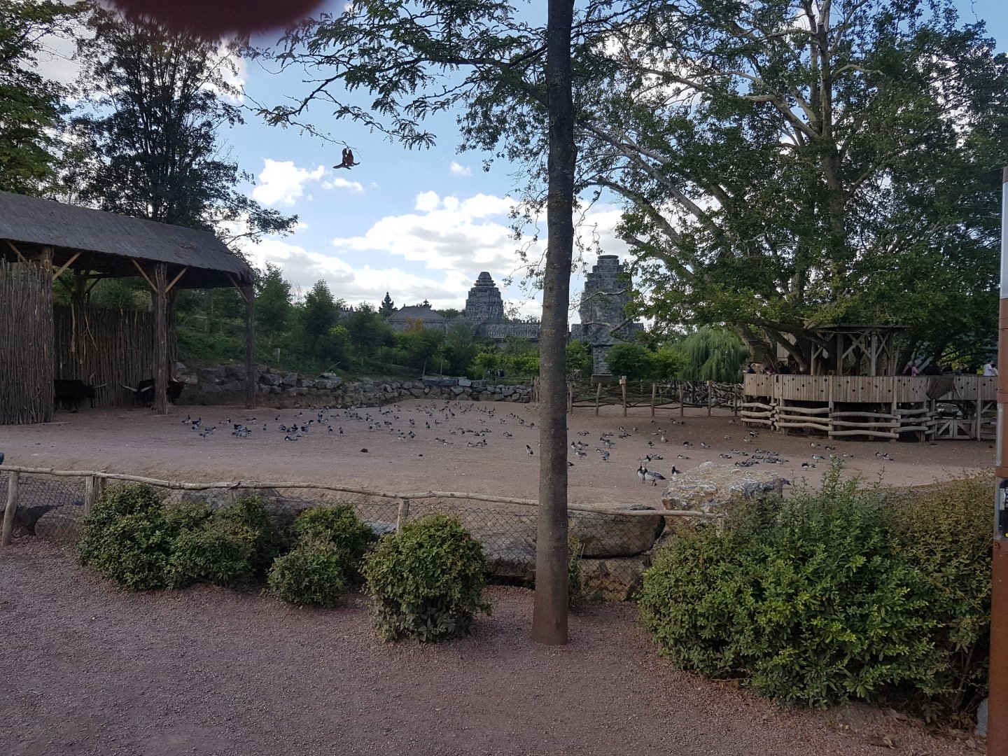 Ankole cattle-enclosure - with lots of geese !