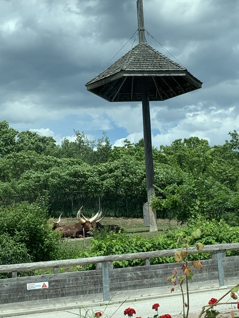 Ankole Cattle enclosure