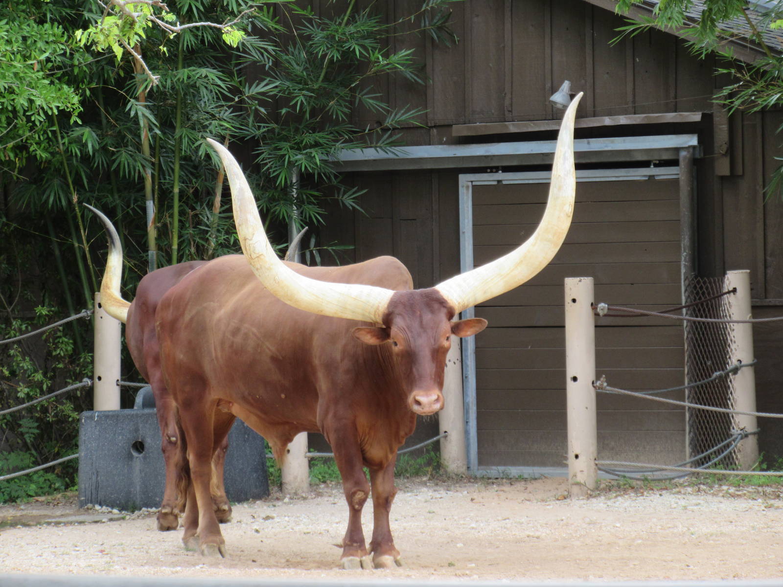 Ankole Cattle - enormous specimen