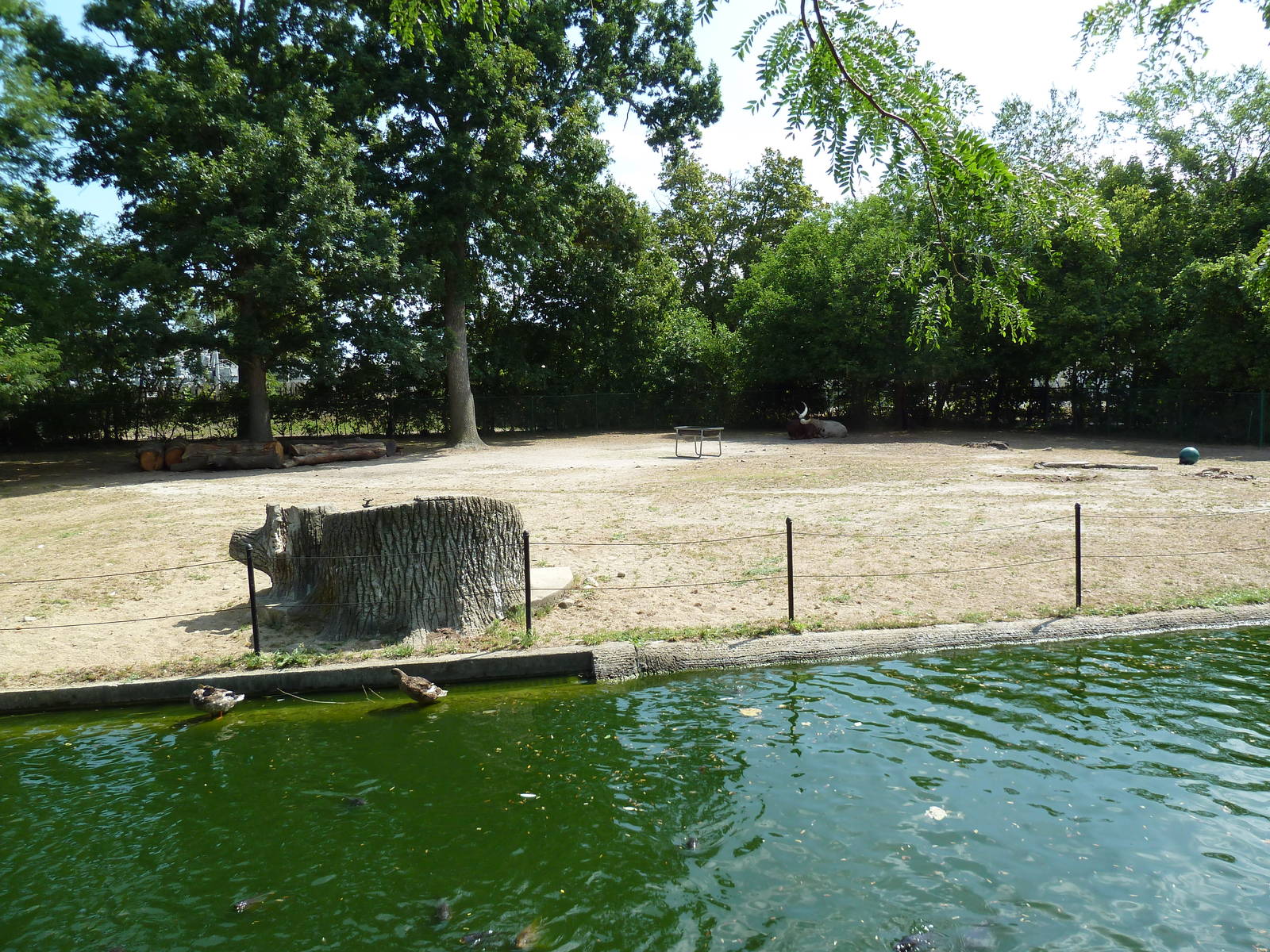 Ankole Cattle Exhibit