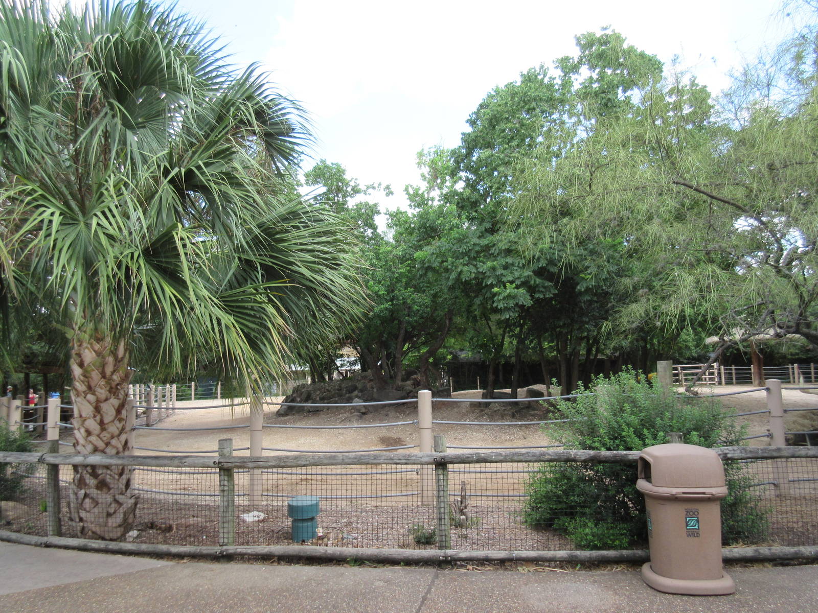Ankole Cattle Exhibit