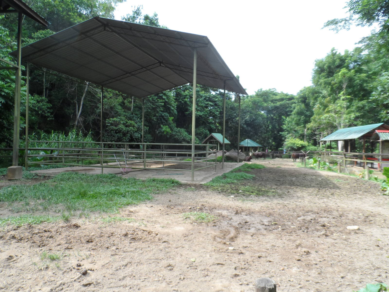 Ankole Cattle Exhibit