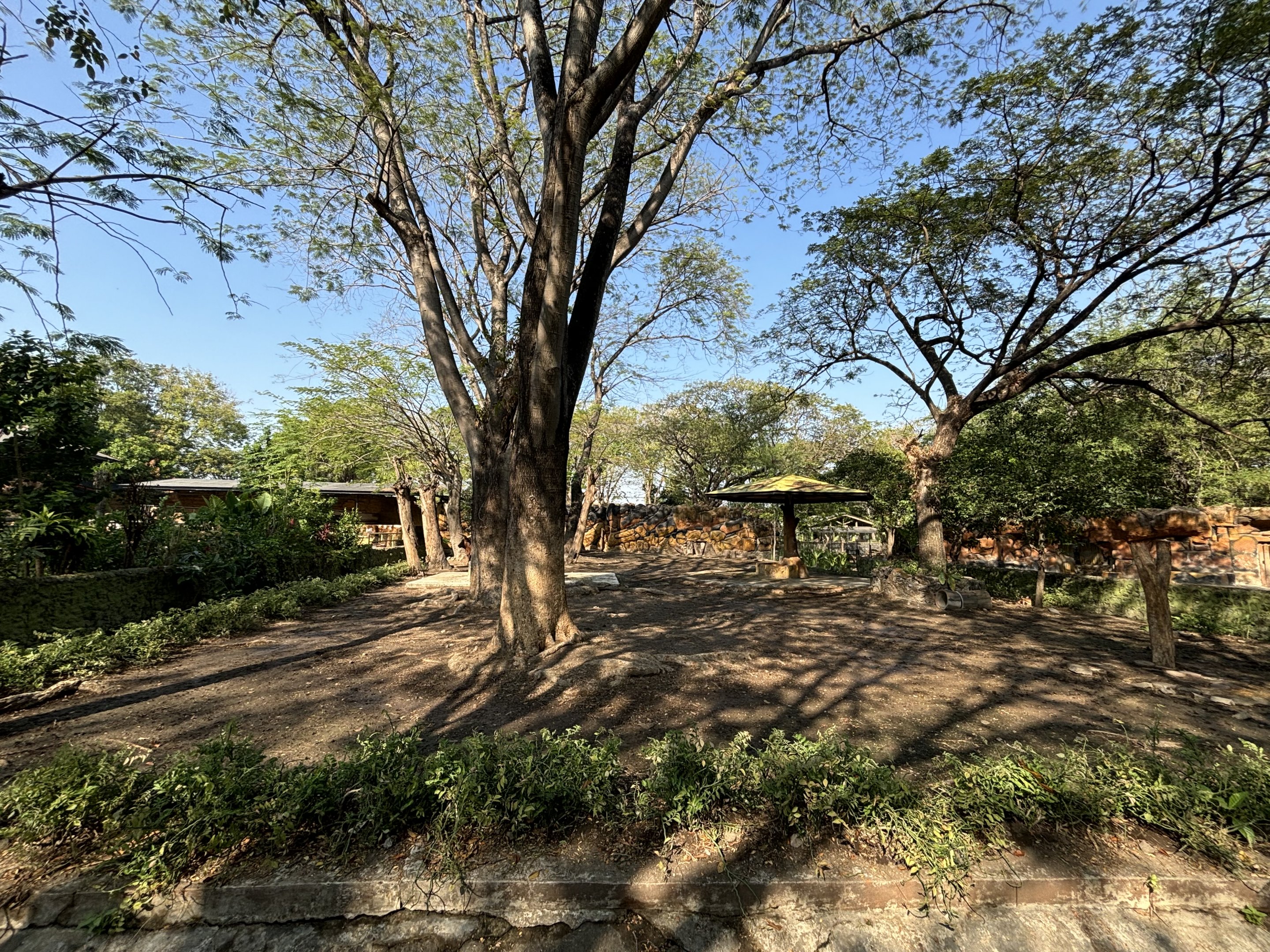 Ankole Cattle Exhibit