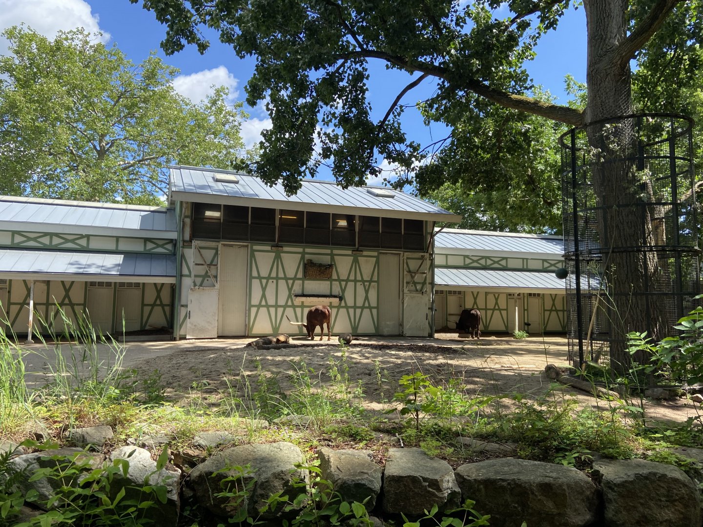 Ankole cattle in giraffe enclosure