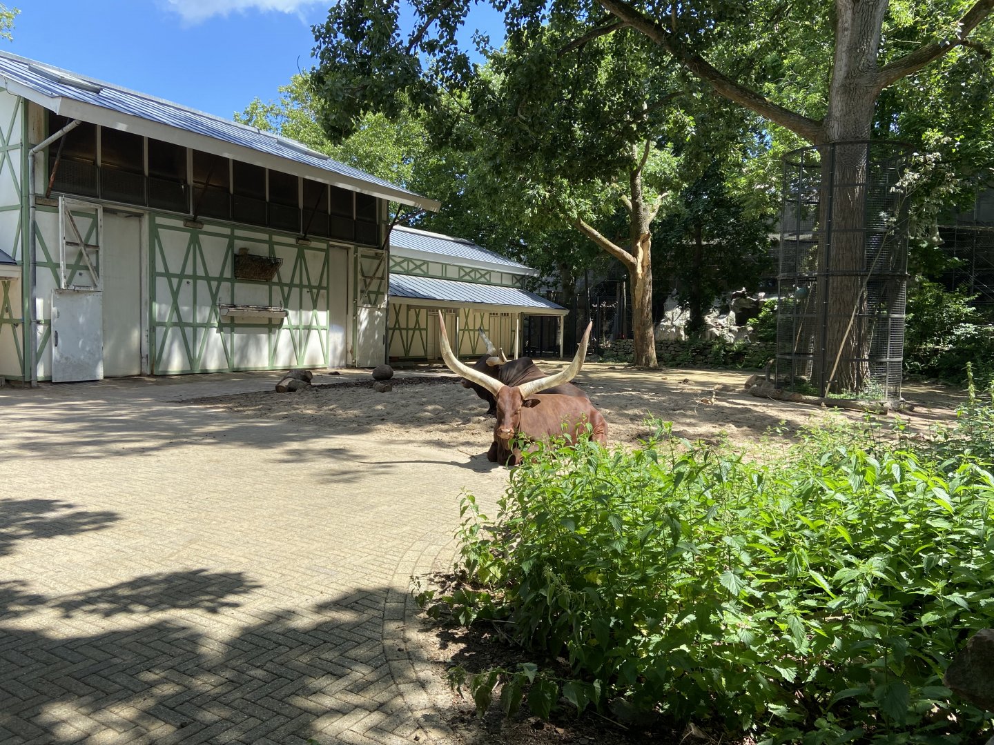 Ankole cattle in giraffe enclosure