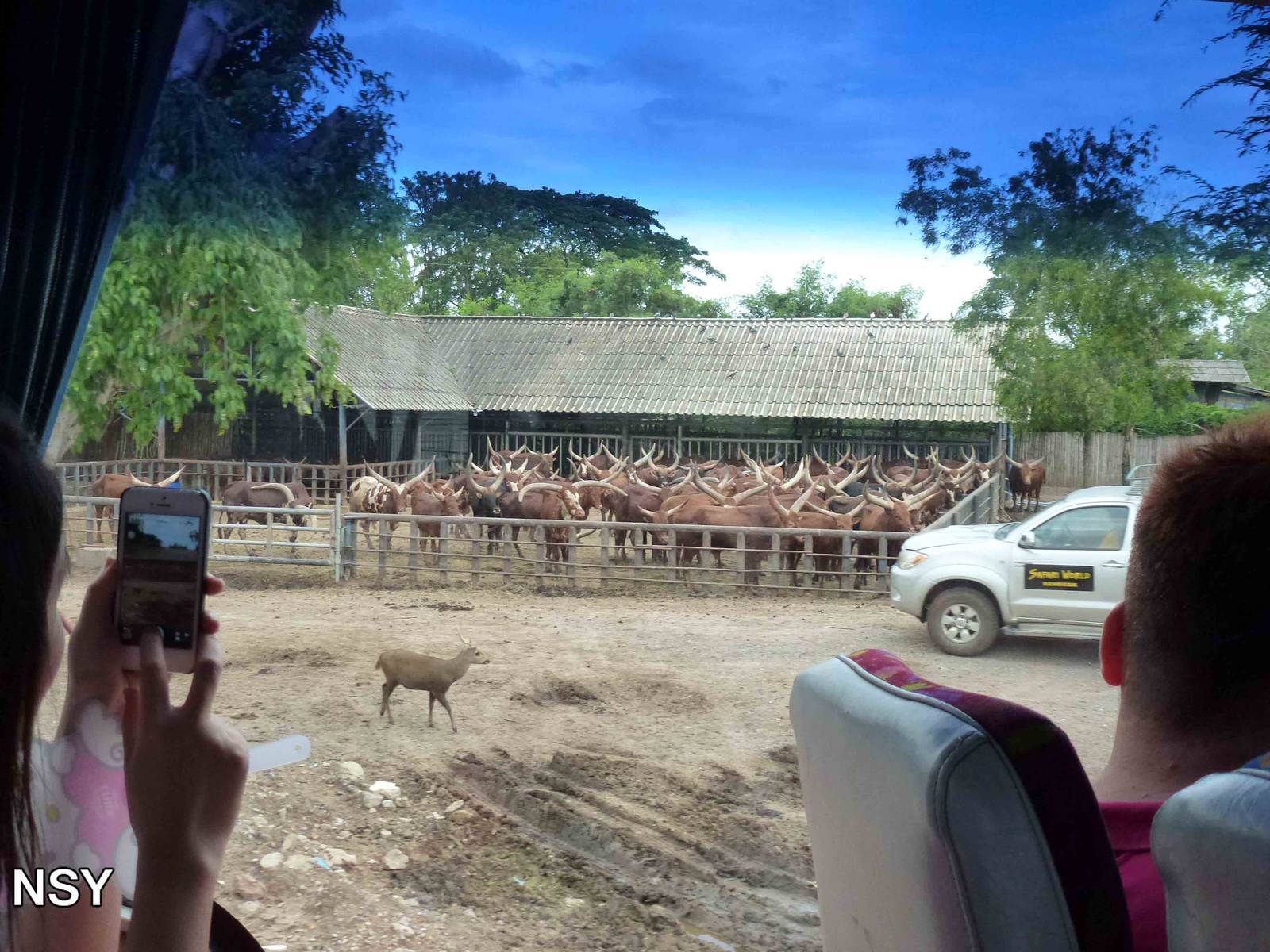 Ankole cattle, June 2013.