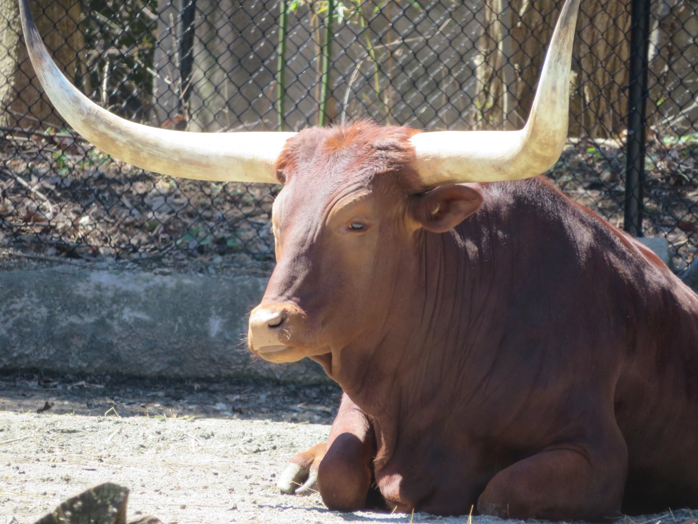 Ankole Cattle (June 2020)
