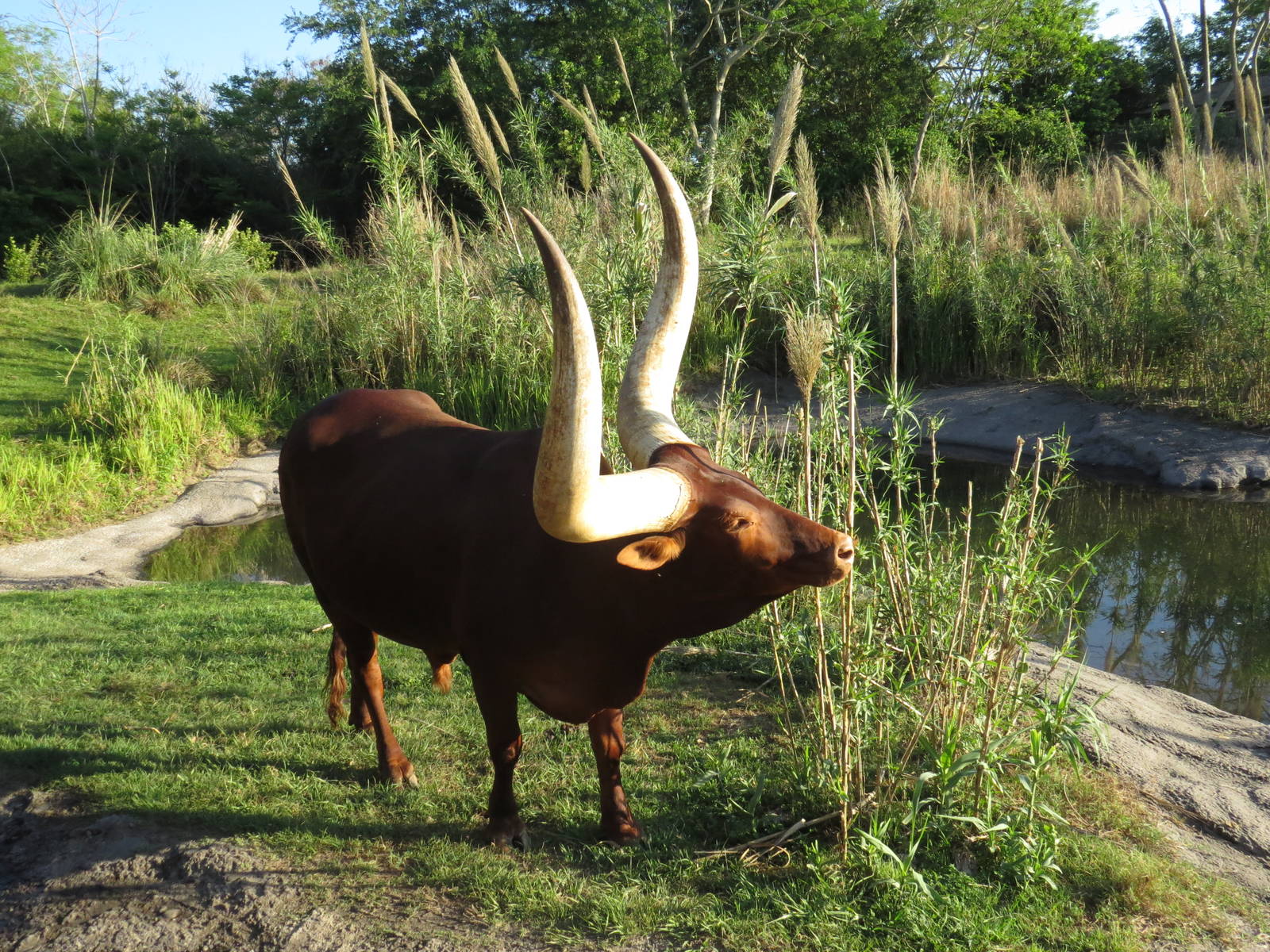 Ankole cattle - Kilimanjaro safaris, March 2015