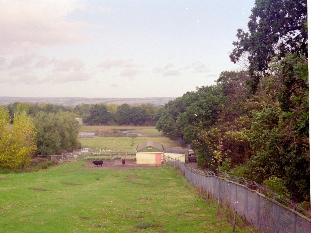 Ankole Cattle paddock at Flamingo Land, mid-1990s