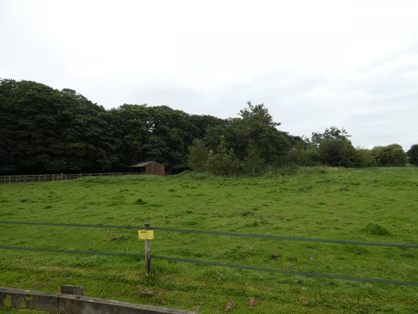 Ankole cattle paddock