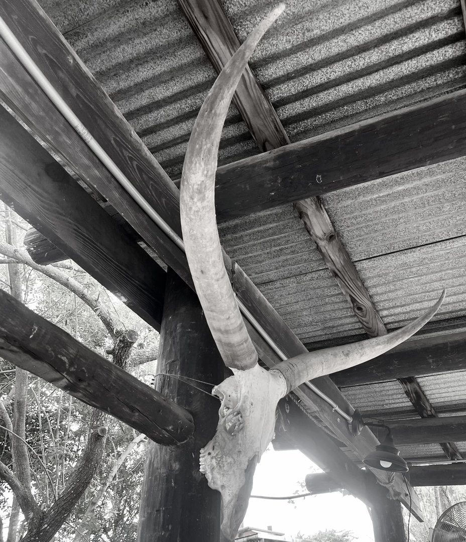 Ankole Cattle Skull