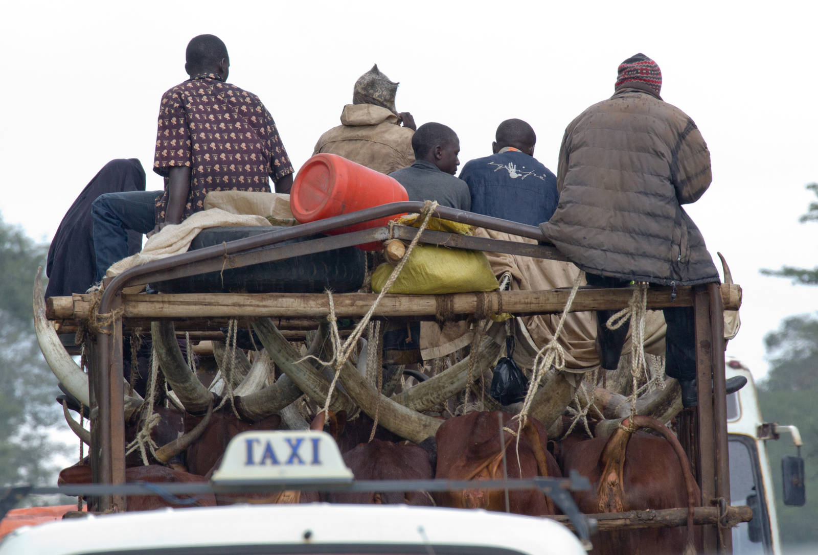 Ankole cattle transport