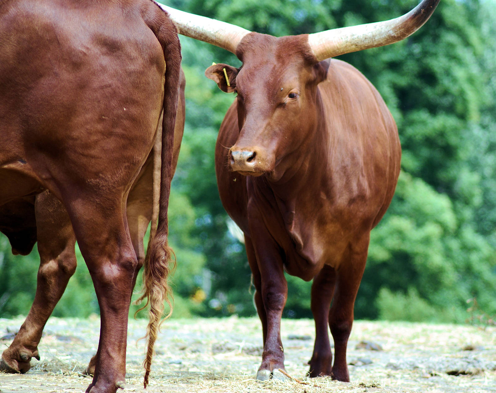 ANKOLE CATTLE
